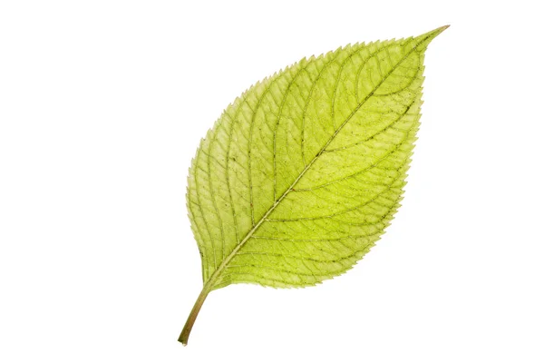 Feuille d'hortensia isolée en automne sur fond blanc — Photo