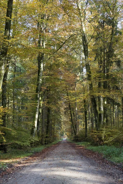 Bosque otoñal en el sur de Alemania — Foto de Stock