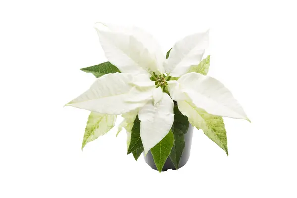 White poinsettia (Euphorbia pulcherrima) plant on white background — Stock Photo, Image