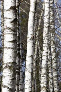 Yapraksız huş ağaçları geç kış