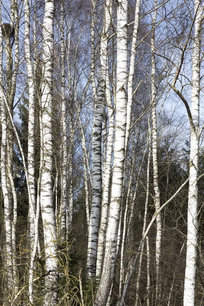 Betulle senza foglie a fine inverno — Foto Stock