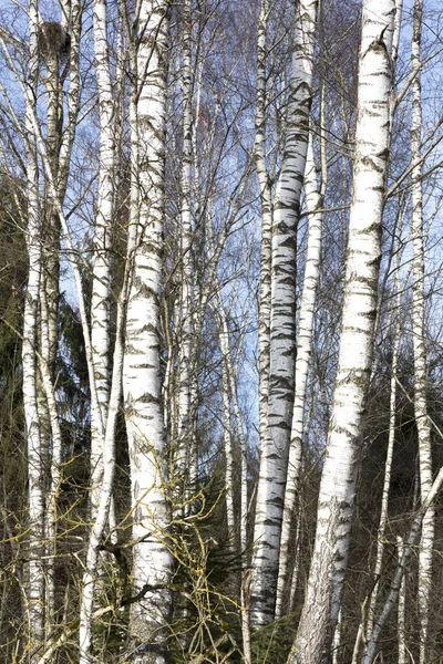 Bladloos berkenbomen in de late winter — Stockfoto