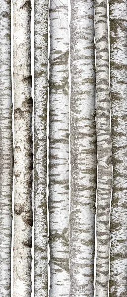 Березові стовбури ізольовані на білому тлі — стокове фото