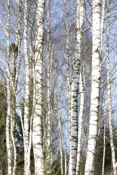 Avlövade björkar på vårvintern — Stockfoto