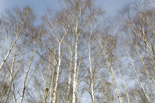 Bezlistnych brzozy w późną zimą — Zdjęcie stockowe