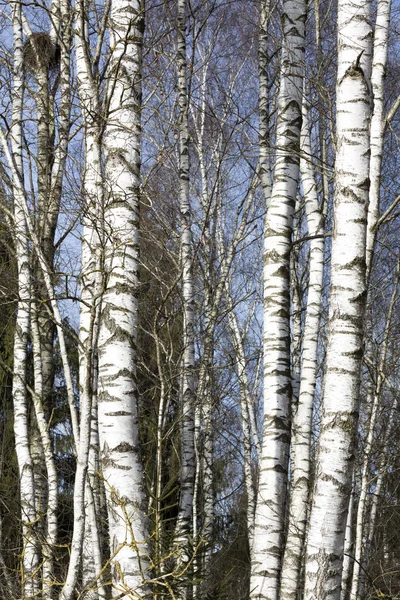 Lehdetön koivu puita myöhään talvella — kuvapankkivalokuva