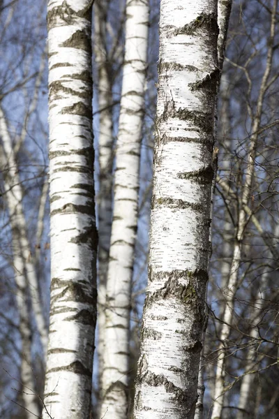 Betulle senza foglie a fine inverno — Foto Stock