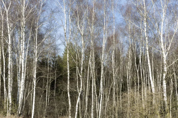 Avlövade björkar på vårvintern — Stockfoto