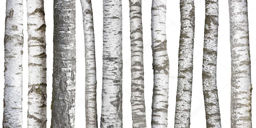 Birch tree trunks isolated on white background