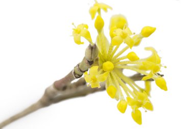 beyaz zemin üzerine çiçek açan kızılcık kiraz