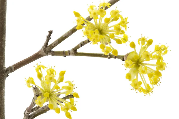 Cereza Corneliana Floreciente sobre fondo blanco — Foto de Stock