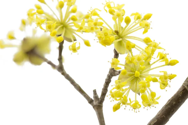 Cereza Corneliana Floreciente sobre fondo blanco — Foto de Stock