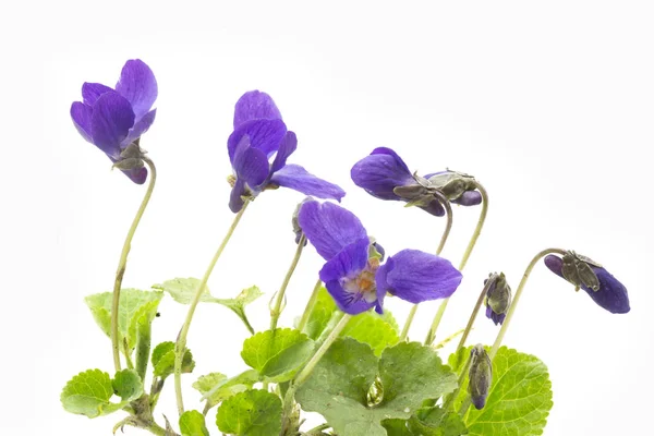 Violetas no fundo claro — Fotografia de Stock