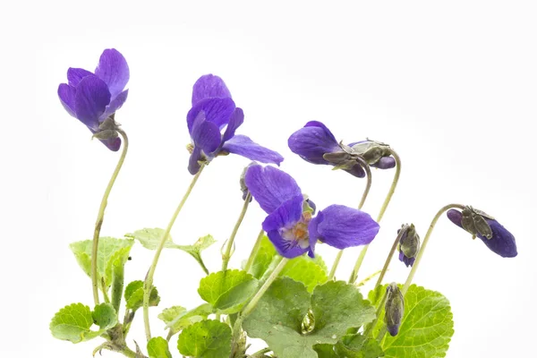 Veilchen auf hellem Hintergrund — Stockfoto