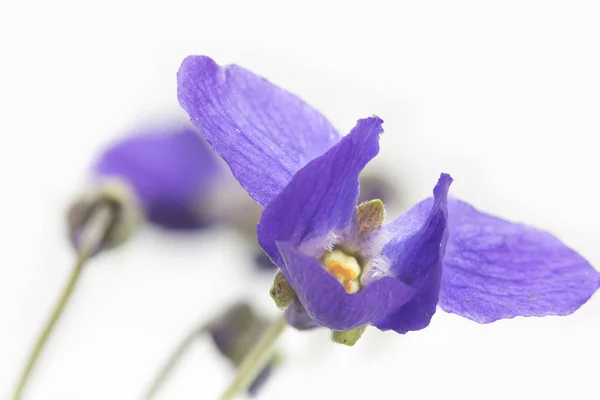 Único violeta no fundo de luz — Fotografia de Stock