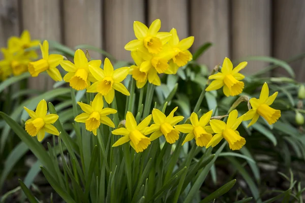 Daffodils in the garden in front of a wooden fence — Stock Photo, Image