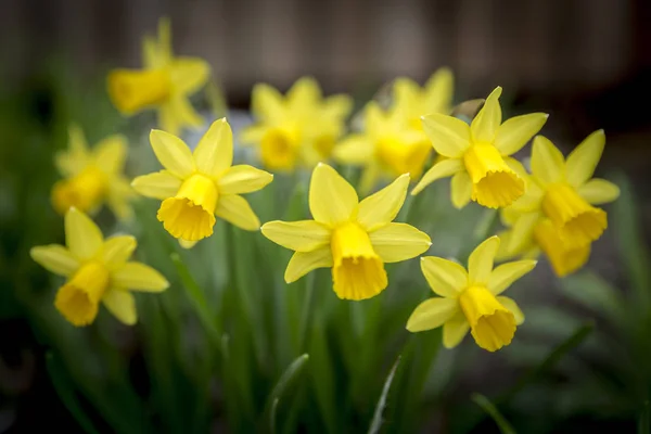 Нарциссы в саду, мелкие DOF — стоковое фото