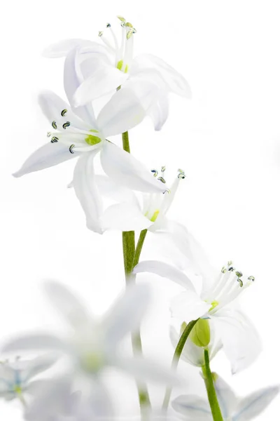 Scilla fehér virágok fehér háttér — Stock Fotó