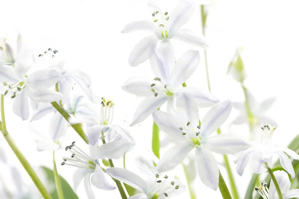 Vit Scilla blommor på vit bakgrund — Stockfoto