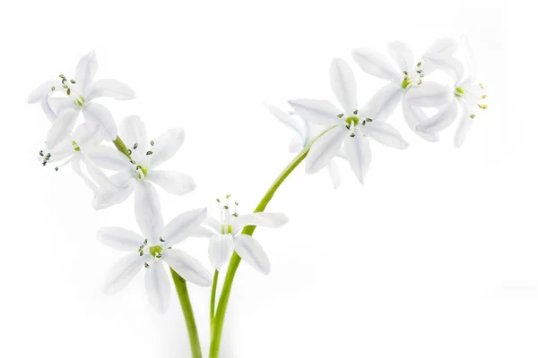 White Scilla flowers on white background — Stock Photo, Image
