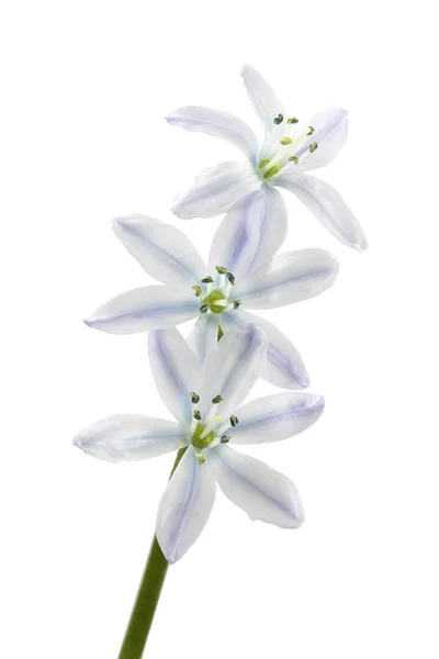 Scilla λευκά άνθη σε λευκό φόντο — Φωτογραφία Αρχείου