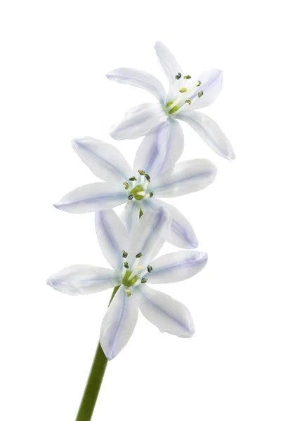 White Scilla flowers on white background — Stock Photo, Image