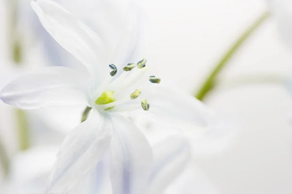 Scilla fehér virág — Stock Fotó
