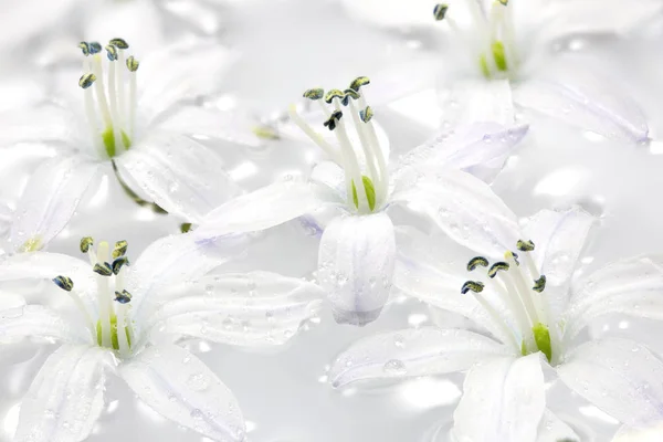 Scilla fehér virág — Stock Fotó