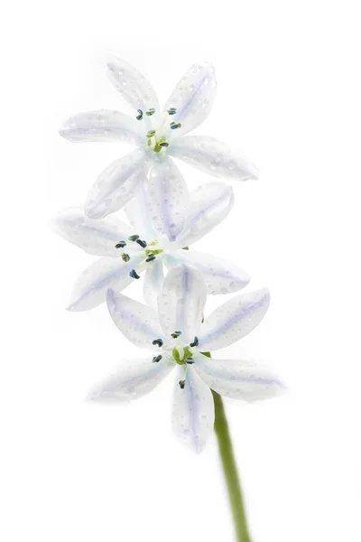 Kwiat biały Scilla — Zdjęcie stockowe
