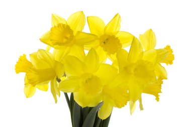 Beyaz arka planda izole edilmiş nergis buketi.