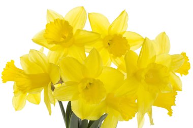 Beyaz arka planda izole edilmiş nergis buketi.