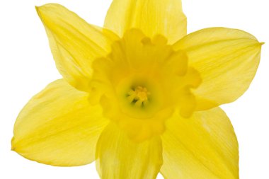 Beyaz arka plan üzerinde izole tek nergis