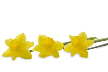 Nergisler beyaz arkaplanda izole edilmiş