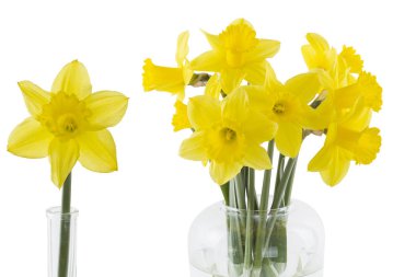 Nergisler beyaz arkaplanda izole edilmiş