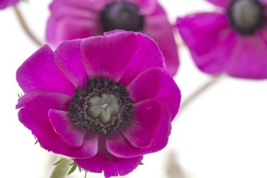 Beyaz arka plan üzerinde haşhaş anemon (Anemone Coronaria)