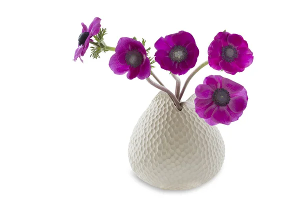 Anémones de pavot (Anémone Coronaire) dans un vase sur fond blanc — Photo