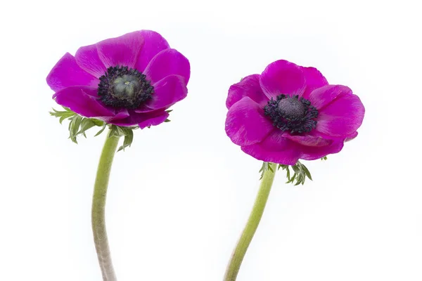 Poppy anemones (Anemone Coronaria) on white background — Stock Photo, Image