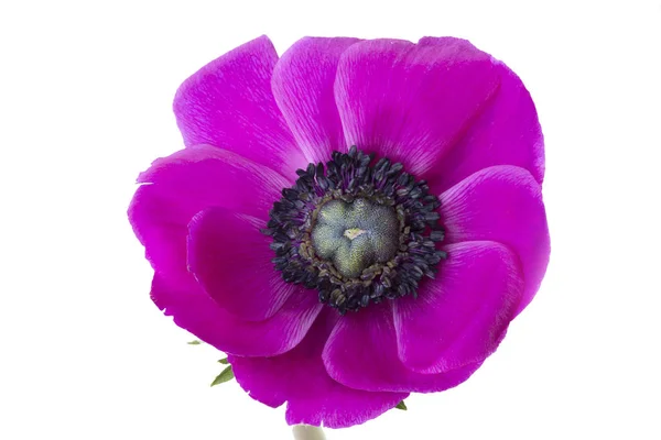 Anémona de amapola (Anemone Coronaria) sobre fondo blanco — Foto de Stock