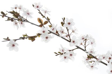 Kiraz eriği dal beyaz arka planda (Prunus cerasifera Nigra)