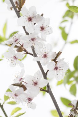 Cherry Plum twig on white background (Prunus cerasifera Nigra) clipart