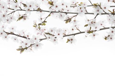 Kiraz eriği dal beyaz arka planda (Prunus cerasifera Nigra)