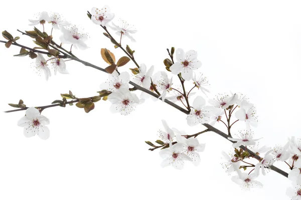 Ramoscello di prugne di ciliegio su sfondo bianco (Prunus cerasifera Nigra ) — Foto Stock