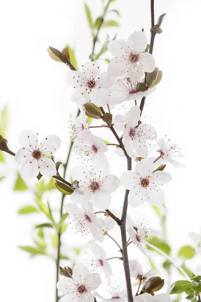 Cherry Plum twig on white background (Prunus cerasifera Nigra)