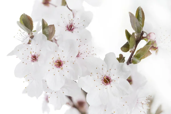 Cherry Plum twig on white background (Prunus cerasifera Nigra) — Stock Photo, Image