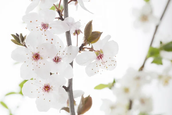 Cherry Plum twig on white background (Prunus cerasifera Nigra)