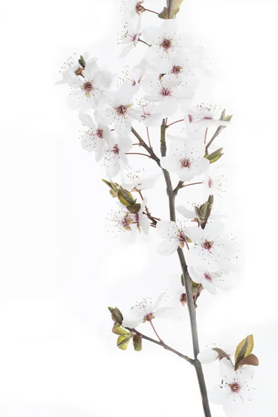 Ramoscello di prugne di ciliegio su sfondo bianco (Prunus cerasifera Nigra ) — Foto Stock