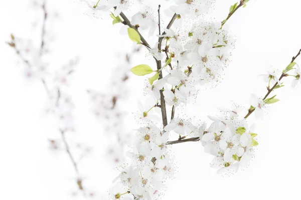 Ramoscello di prugne di ciliegio su sfondo bianco (Prunus cerasifera Nigra ) — Foto Stock