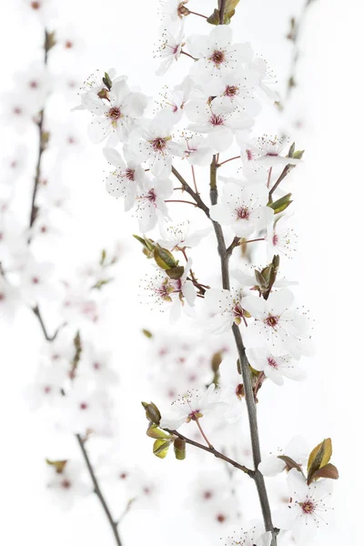 Ramoscello di prugne di ciliegio su sfondo bianco (Prunus cerasifera Nigra ) — Foto Stock