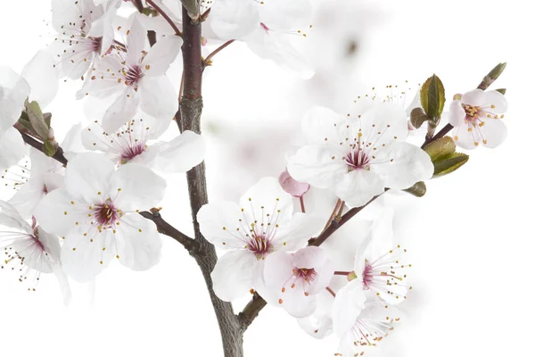 Cherry Plum twig on white background (Prunus cerasifera Nigra) — Stock Photo, Image