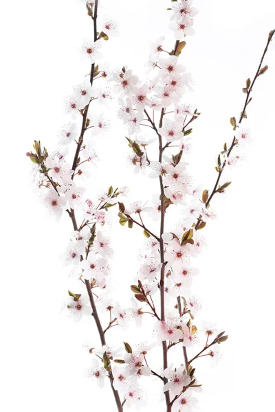 Cherry Plum twig on white background (Prunus cerasifera Nigra) — Stock Photo, Image